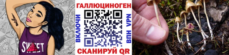 Псилоцибиновые грибы Psilocybine cubensis  сколько стоит  Пенза 